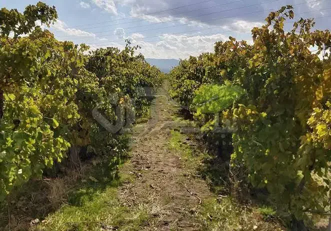 فروش باغ انگور در علویجه اصفهان 1000متری|فروش زمین و ملک کلنگی|دهق, |دیوار