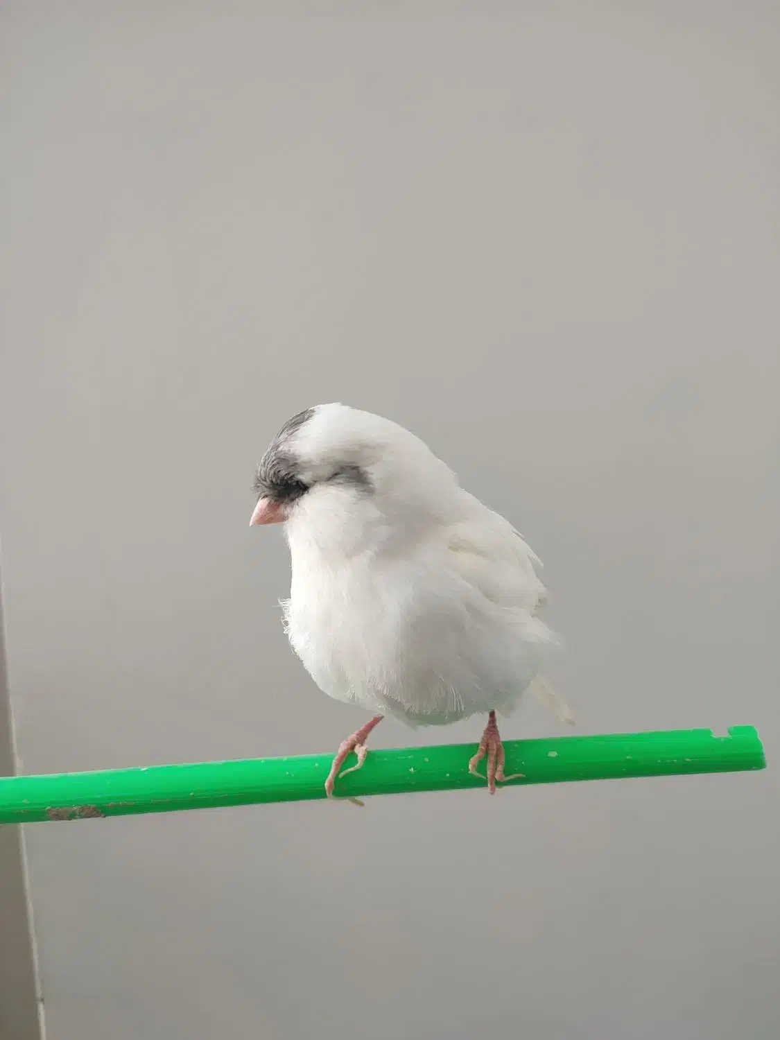 قناری نر زیبا|پرنده|گنبد کاووس, |دیوار