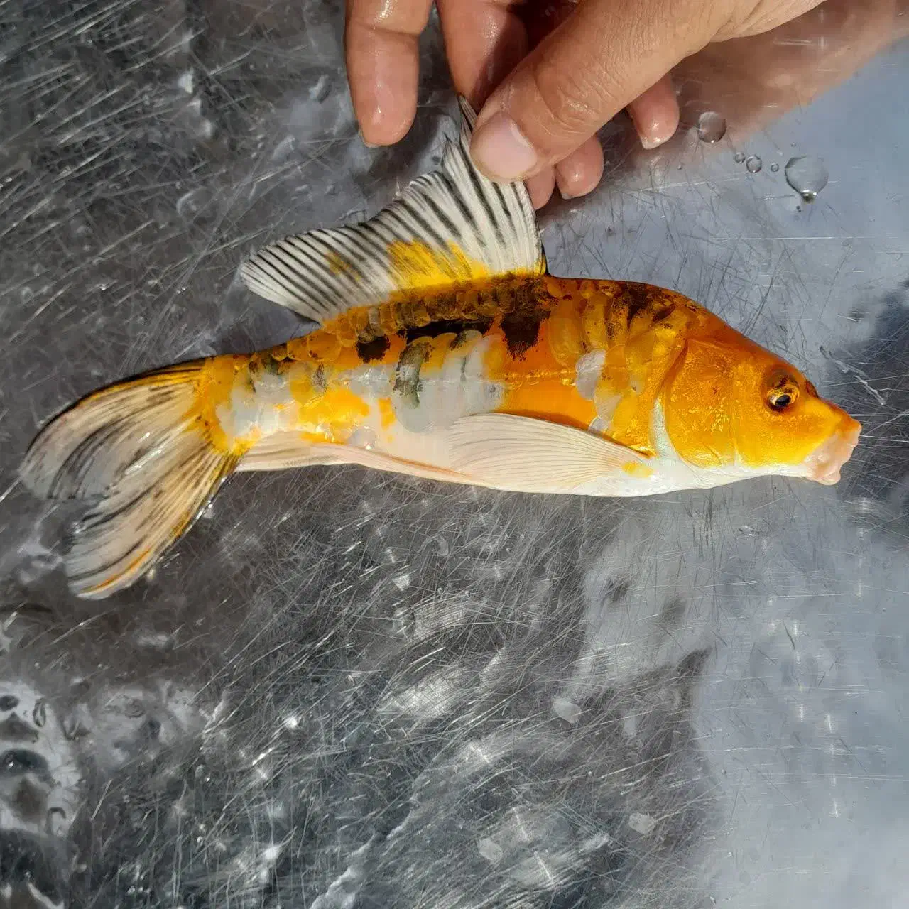 انواع ماهی کوی|ماهی|آمل, |دیوار