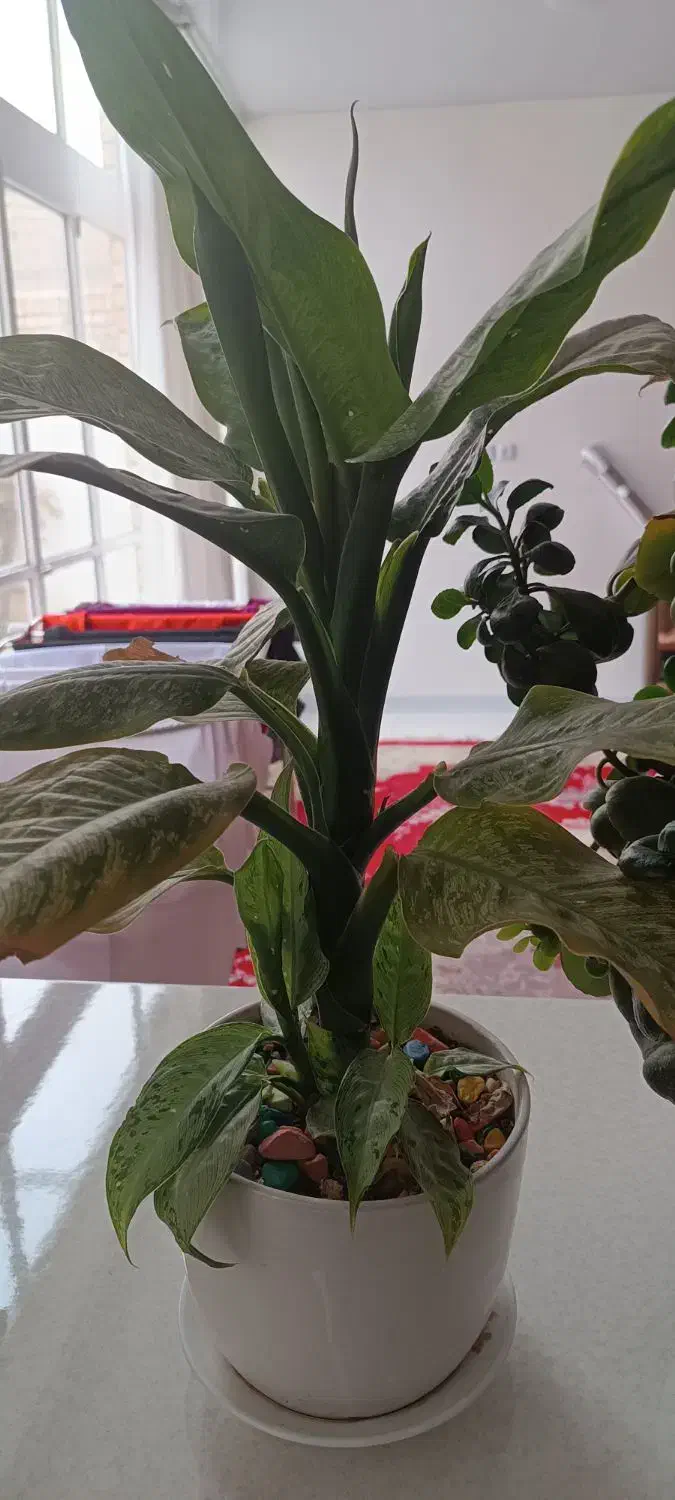 گل وکاکتوس سازگار ۶گلدان یک ملیون ودویست|گل و گیاه طبیعی|خمینی‌شهر, |دیوار