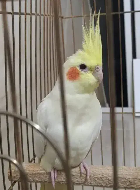 فروش یا معاوضه نر با ماده|پرنده|بهبهان, |دیوار