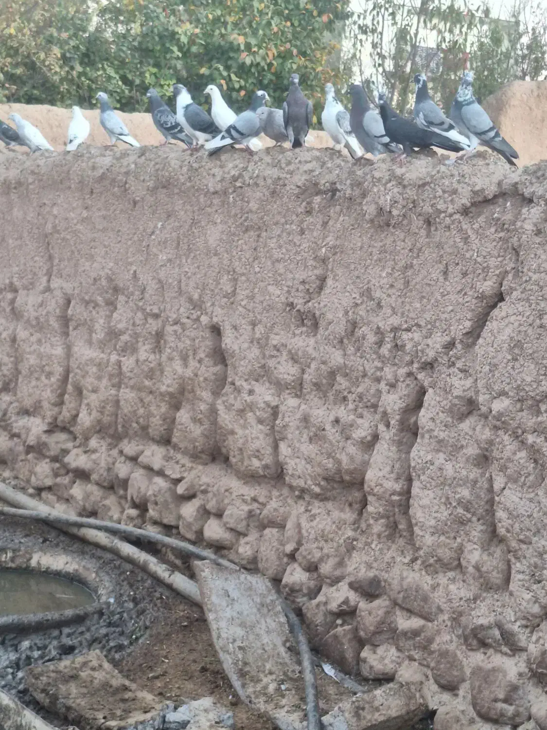 کبوتر افغان|پرنده|میانه, |دیوار