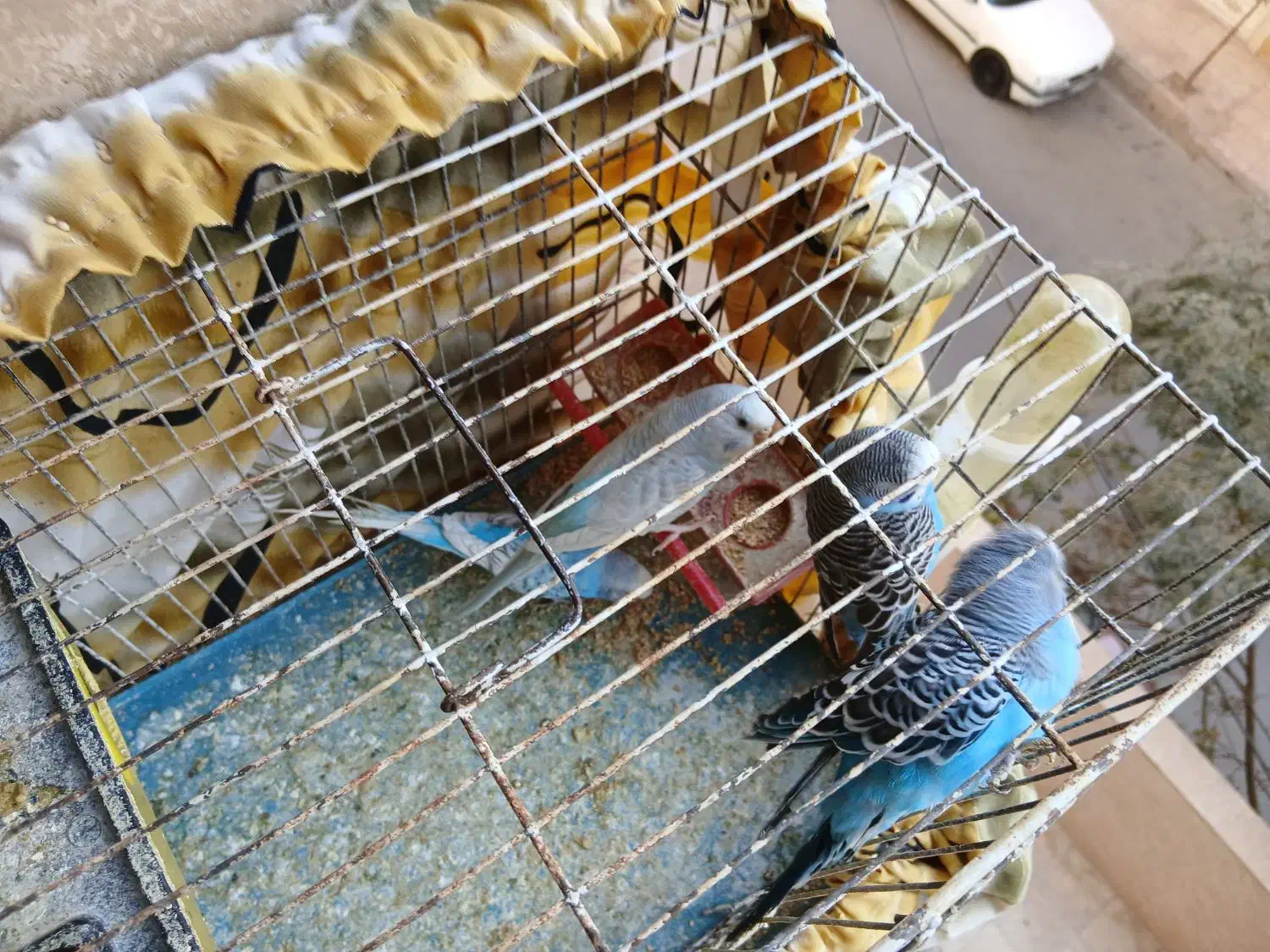 مرغ عشق|پرنده|پاکدشت, پاکدشت (مامازند)|دیوار