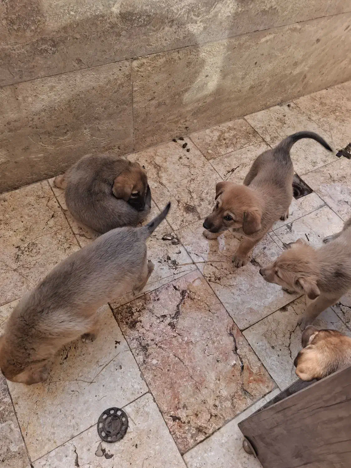 واگذاری رایگان سگ|سگ|اندیشه, اندیشه فاز ۵|دیوار