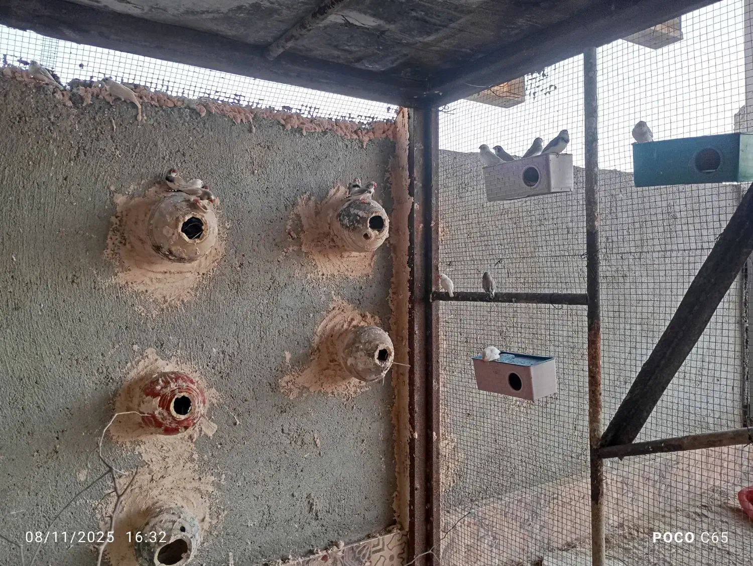 تعدادی فنج خوش رنگ|پرنده|میناب, |دیوار