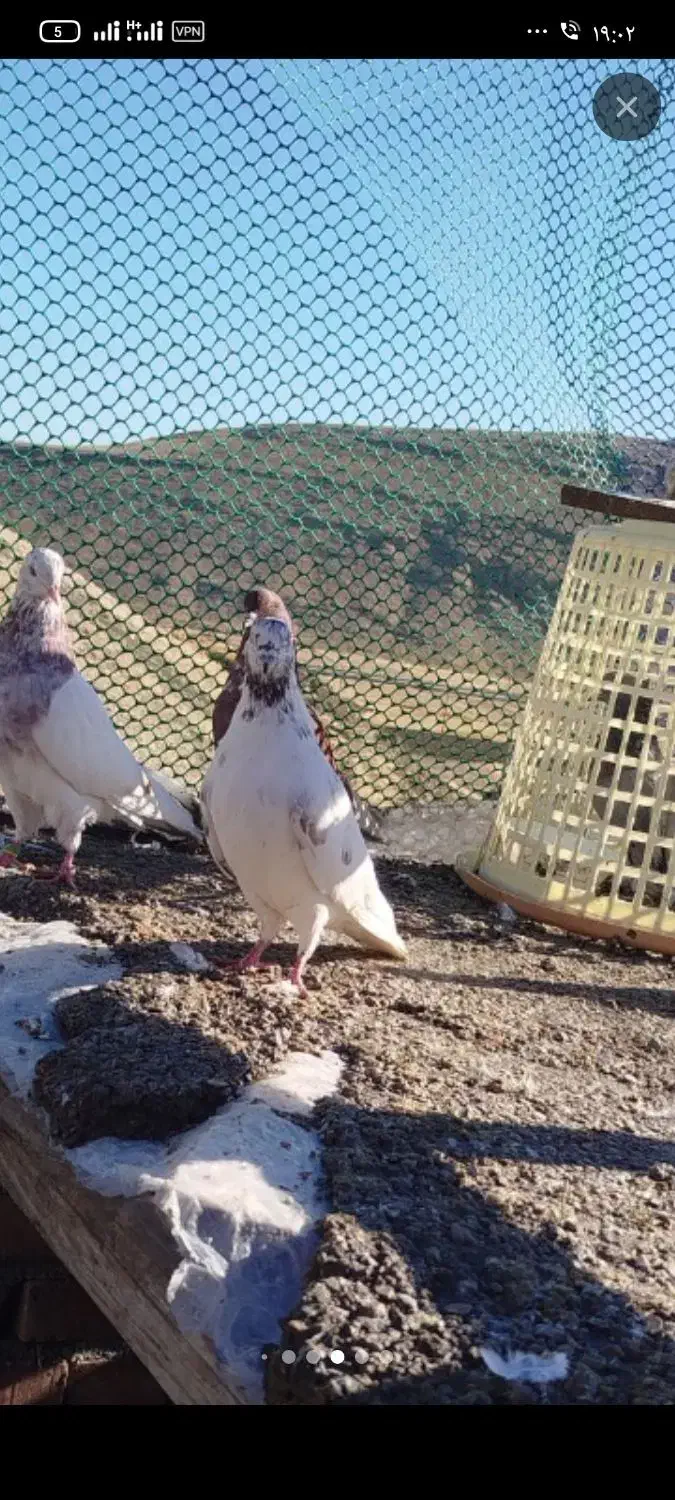 کبوتر|پرنده|ماکو, |دیوار