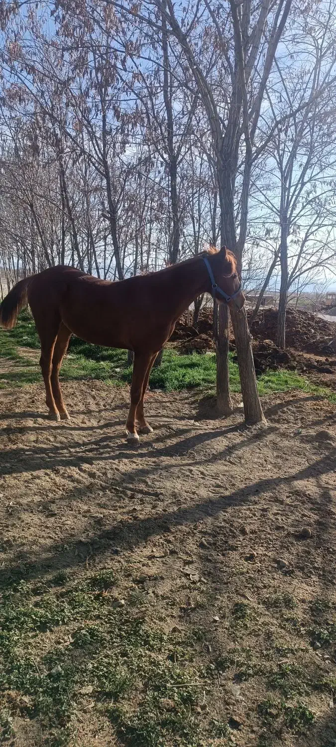 اسب مادیان کورد|اسب و تجهیزات اسبسواری|کنگاور, |دیوار