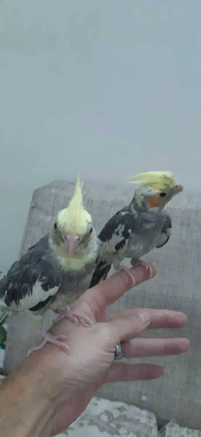 عروس هلندی|پرنده|رباط‌کریم, رباط‌کریم|دیوار