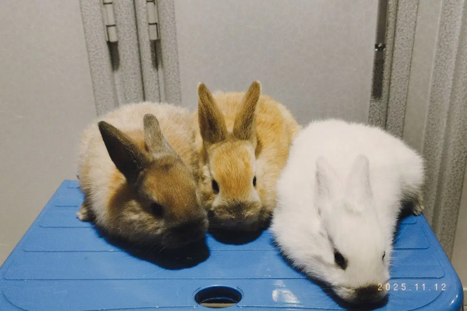 سه عدد خرگوش زیبا همراه با مادر|موش و خرگوش|بانه, |دیوار