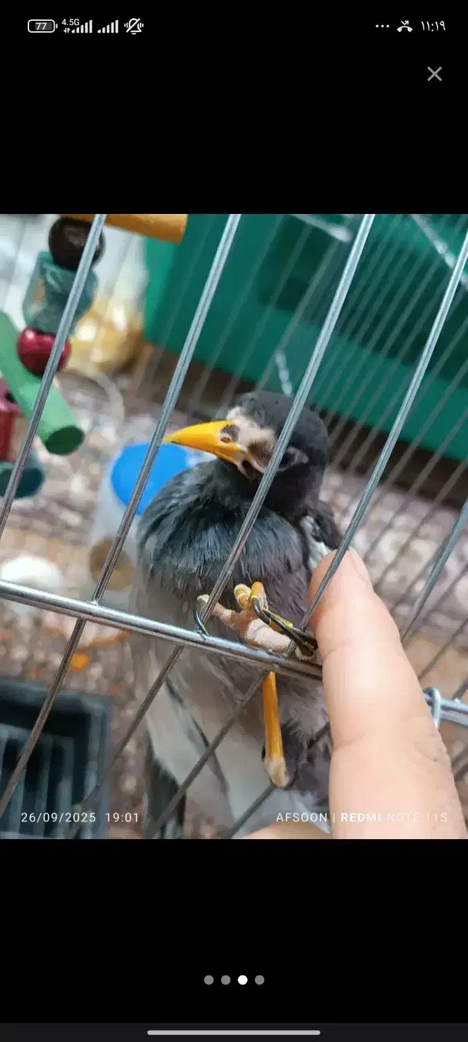 مینا|پرنده|مشهد, کارمندان دوم|دیوار