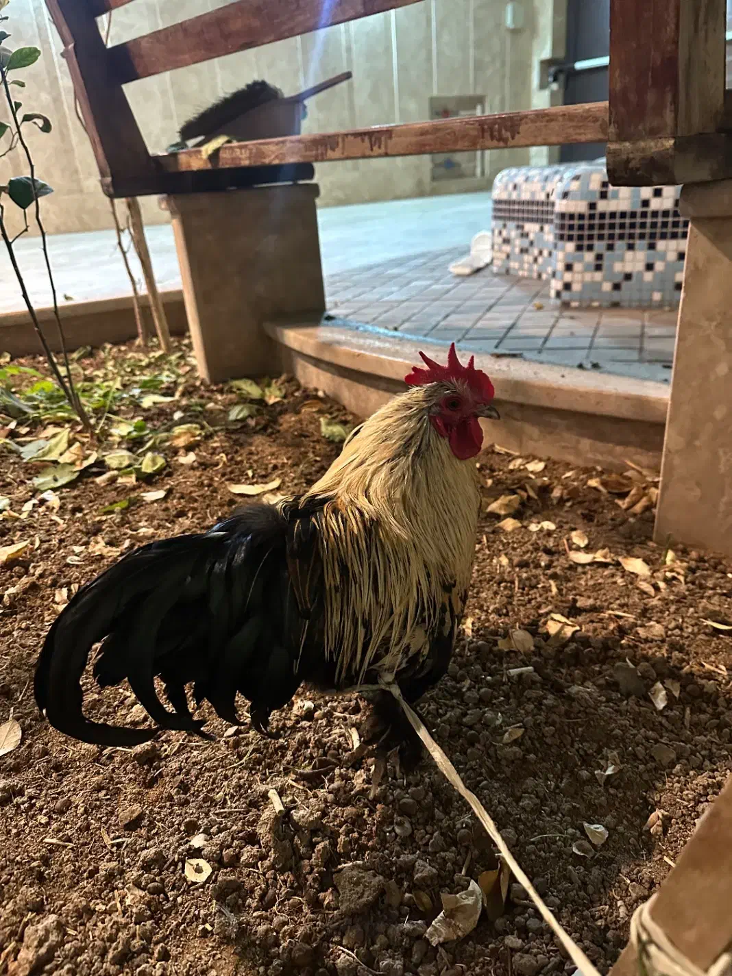 خروس نژاد دار|حیوانات مزرعه|قم, باغ کرباسی|دیوار