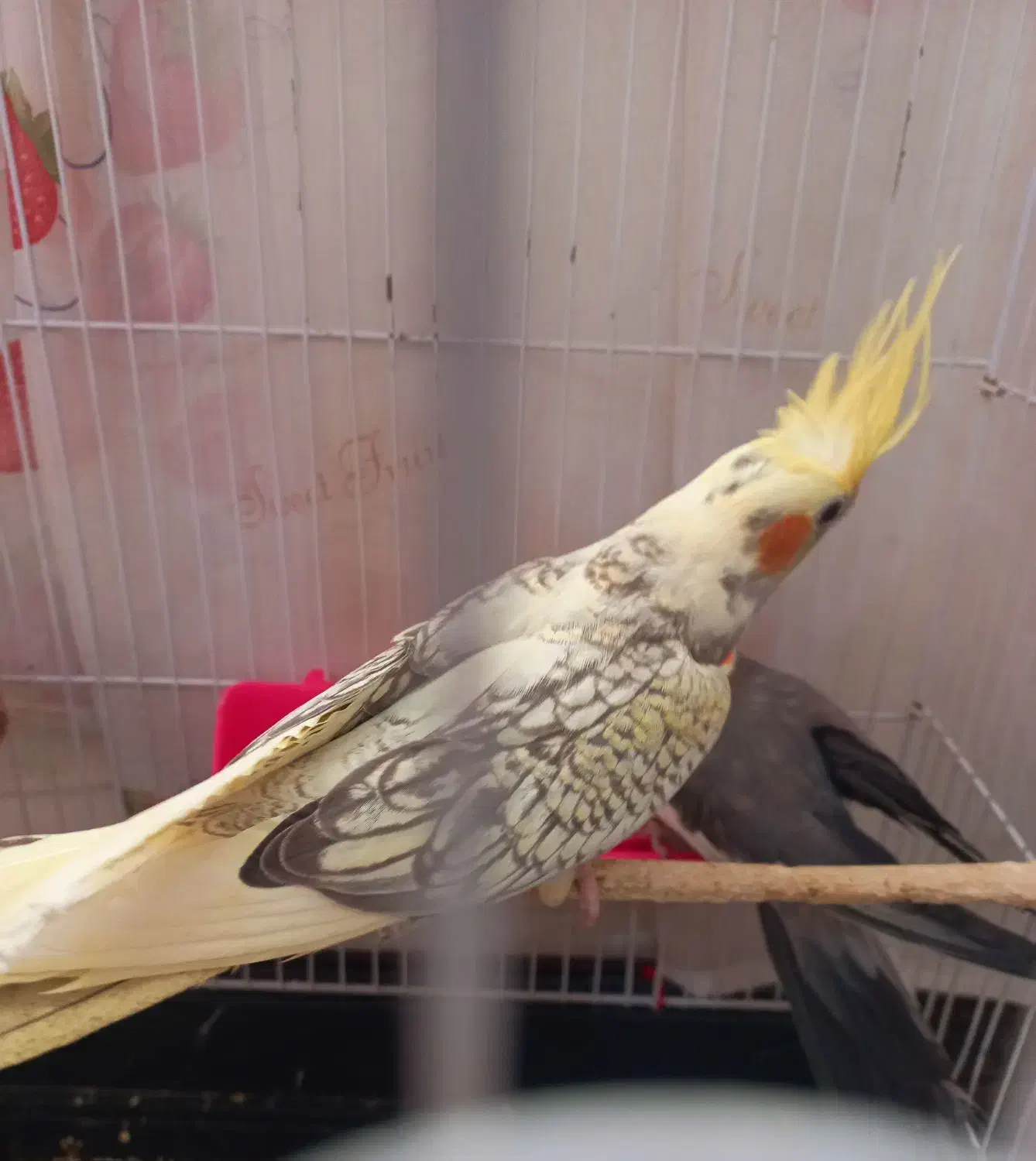 طوطی عروس هلندی|پرنده|اهواز, پردیس|دیوار