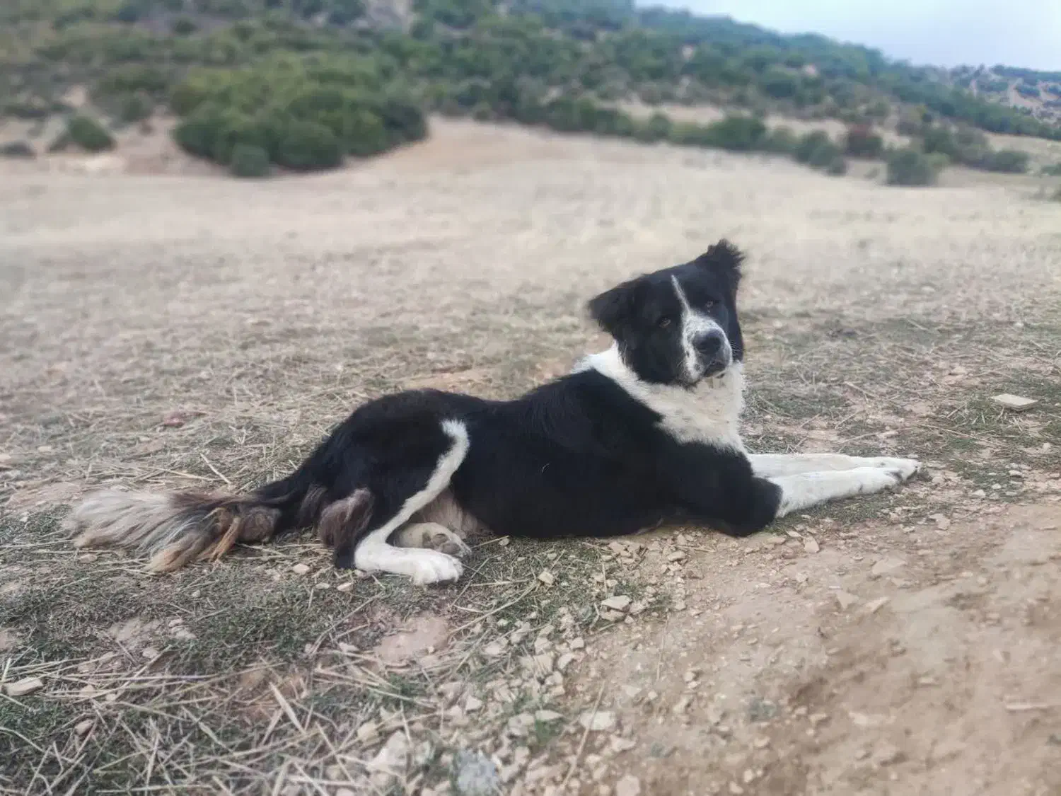 سگ نگهبان نژاد قدرجونی سن ۲سال|سگ|کالپوش, |دیوار