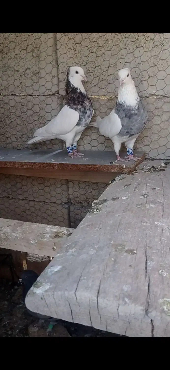 کبوتر طوقی هفت رنگ|پرنده|چادگان, |دیوار