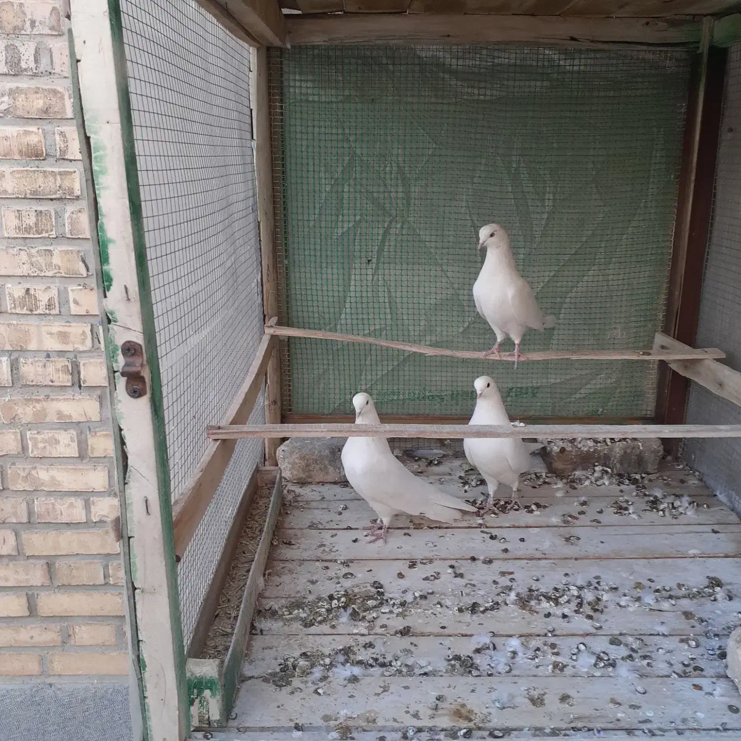 کبوتر پرشی|پرنده|اصفهان, اندوان|دیوار