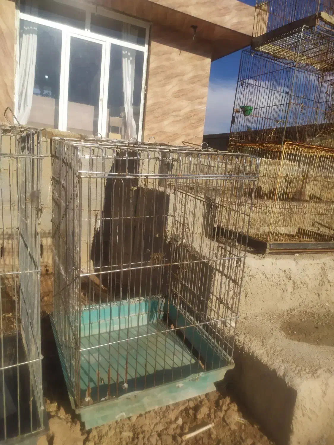 تعدادی قفس،،قناری سهره مرغ عشق ،،عروس وطوطی|لوازم جانبی حیوانات|شیراز, بید زرد|دیوار