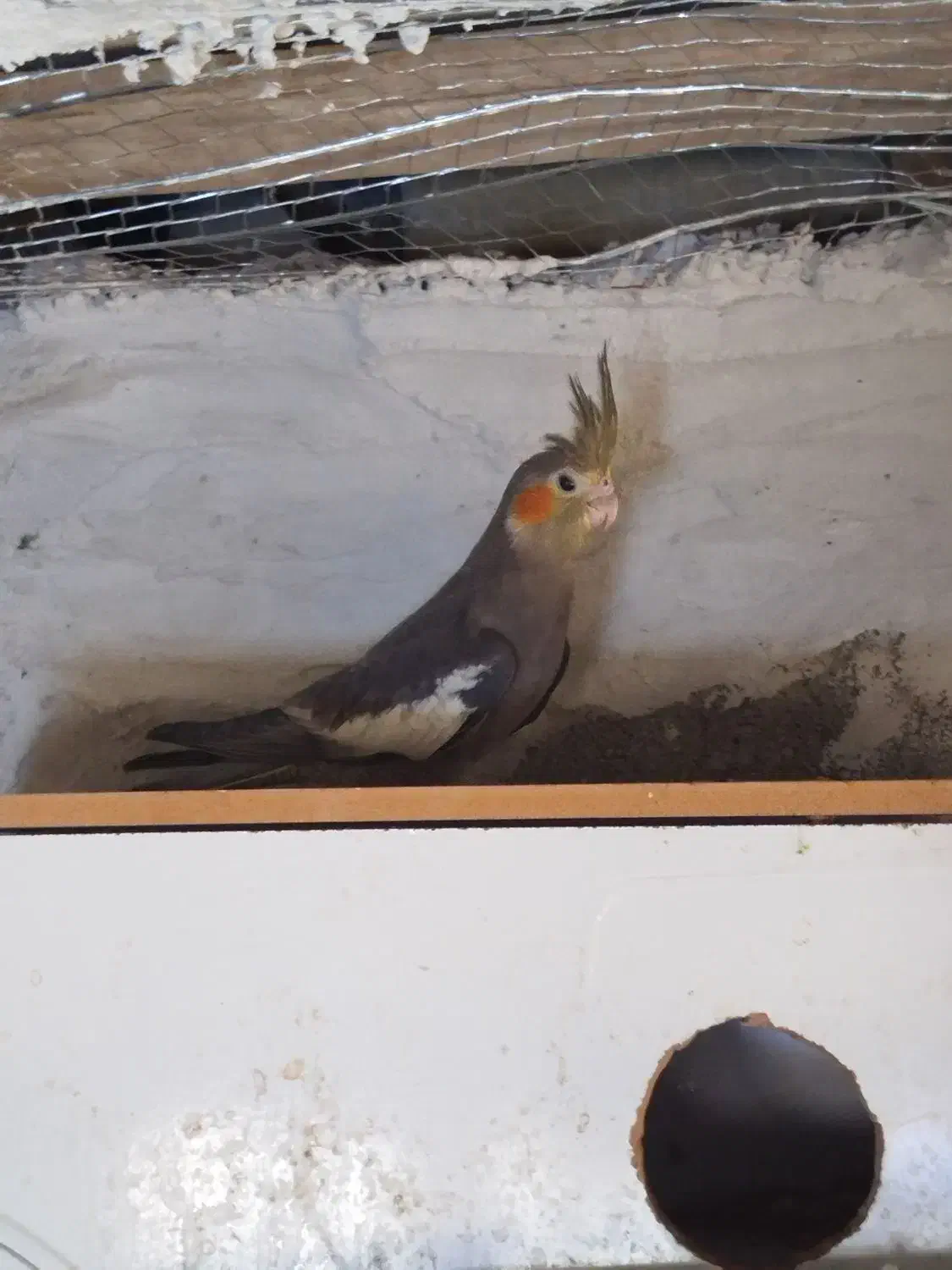 عروس هلندی|پرنده|میناب, |دیوار