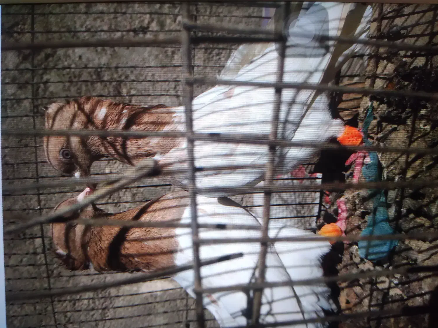 کبوتر جوجه بوم|پرنده|شیروان (خراسان), |دیوار