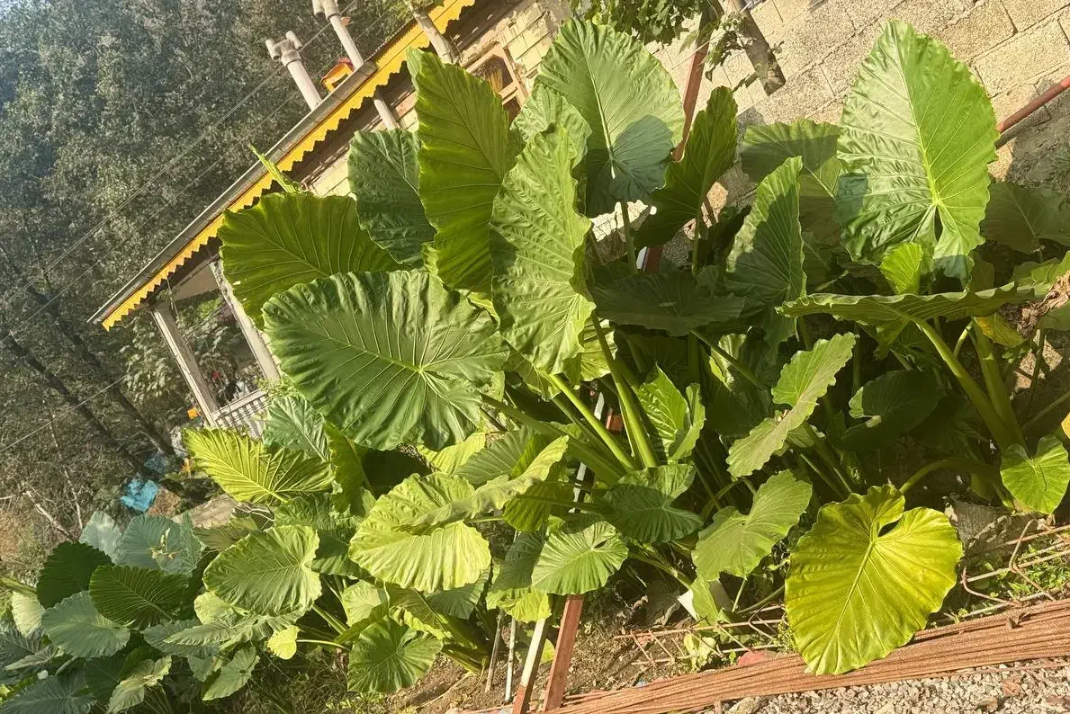 فروش گل باباآدم|گل و گیاه طبیعی|ماسال, |دیوار