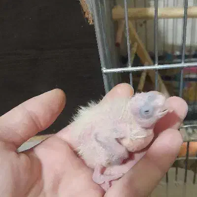 جوجه عروس سرلاکی|پرنده|پاکدشت, شهرک انقلاب|دیوار