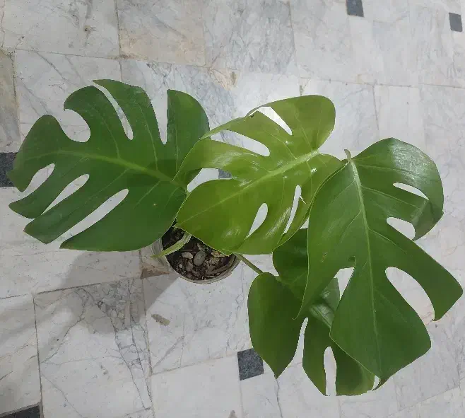 گل شفلرا ابلق..نخل ماداگاسکار.. بنسای آدنیوم|گل و گیاه طبیعی|قم, نیروگاه|دیوار