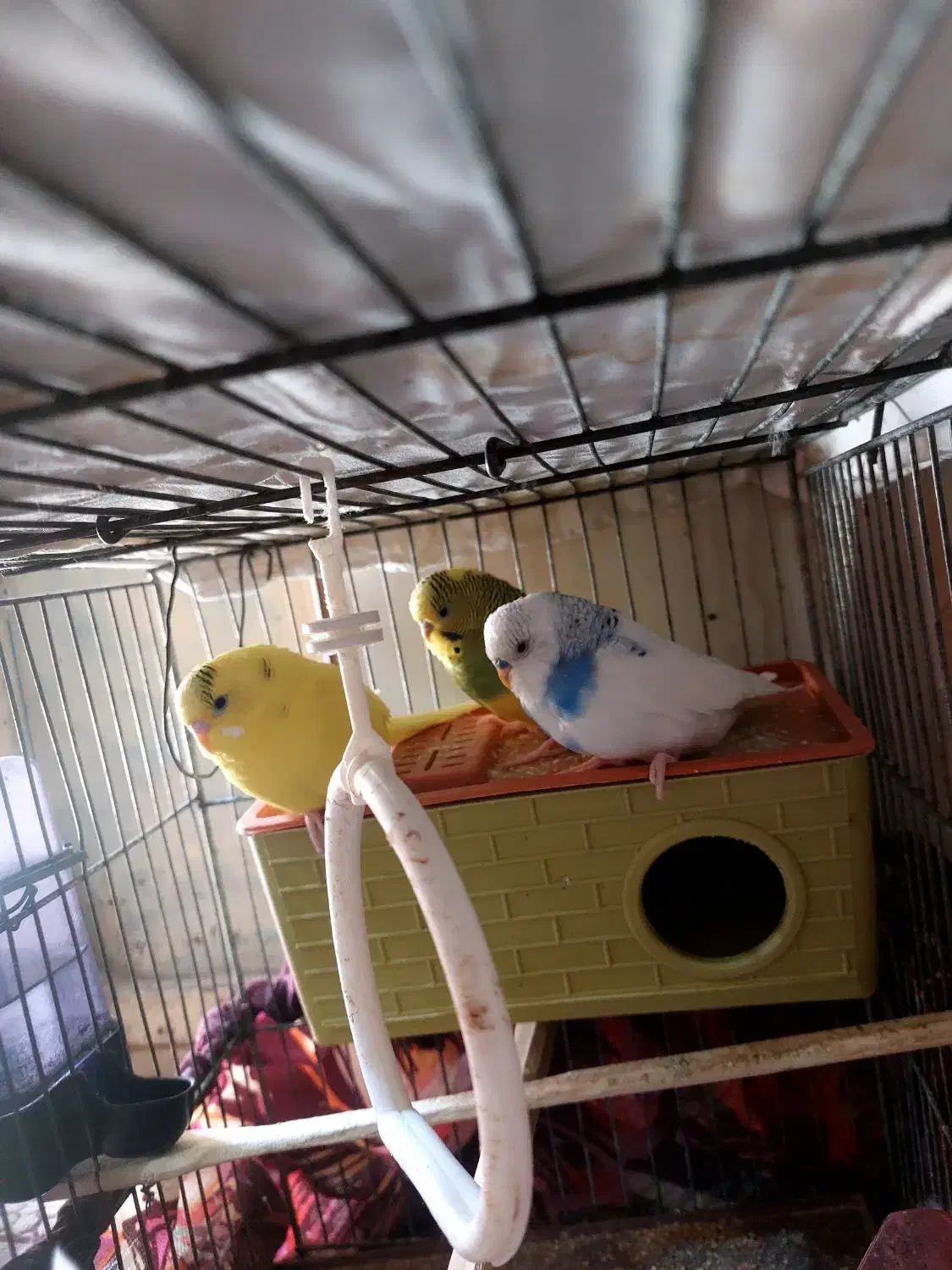 مرغ عشق|پرنده|ایرانشهر, |دیوار