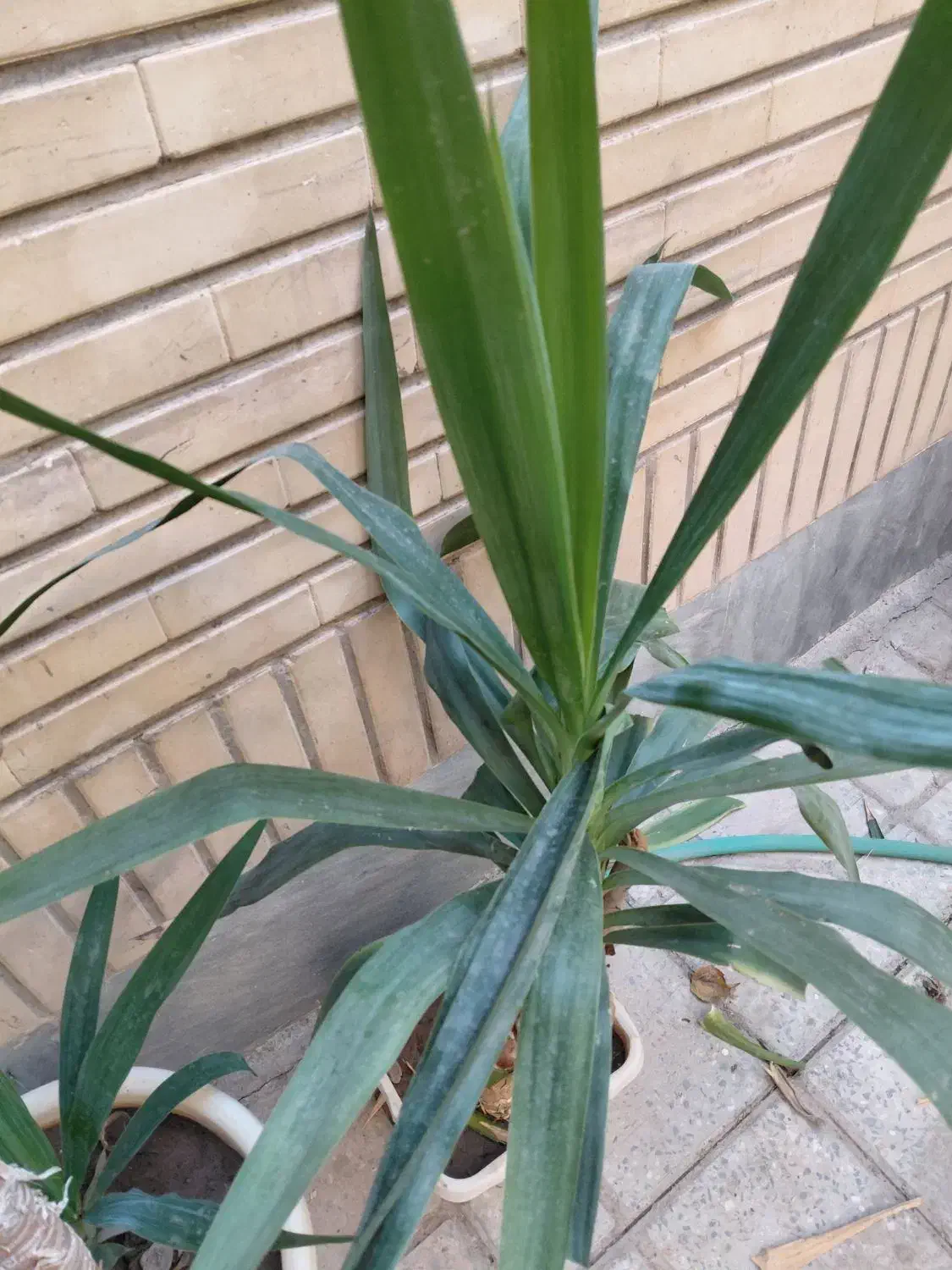 گل وگیاه طبیعی یوکا|گل و گیاه طبیعی|شاهینشهر, فردوسی|دیوار