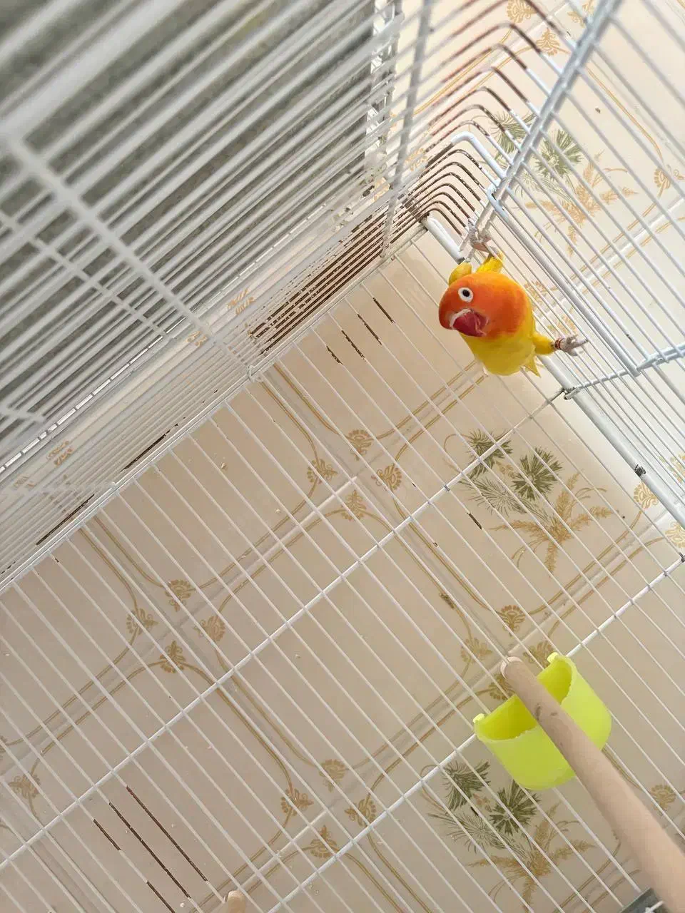 کوتوله برزیلی فیشر طلایی|پرنده|نیریز, |دیوار