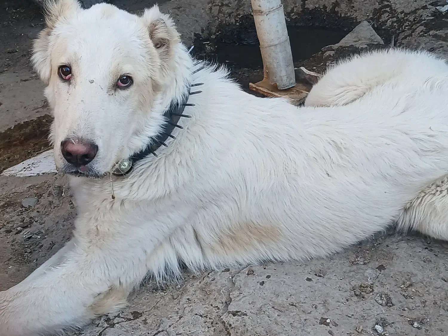 سگ شش ماهه گله ای|سگ|سبزوار, زینبیه|دیوار