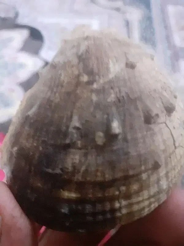 فسیل|کلکسیون اشیاء عتیقه|کاشان, فاز ۱ ناجی آباد|دیوار