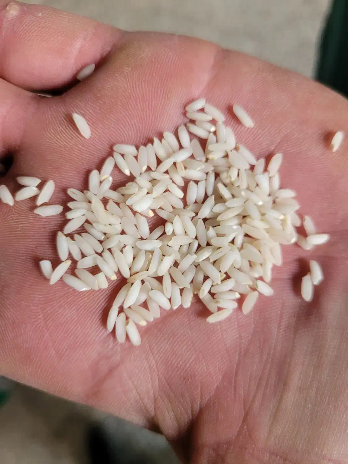 برنج عنبربو اعلا اعلا|خوردنی و آشامیدنی|شوشتر, |دیوار