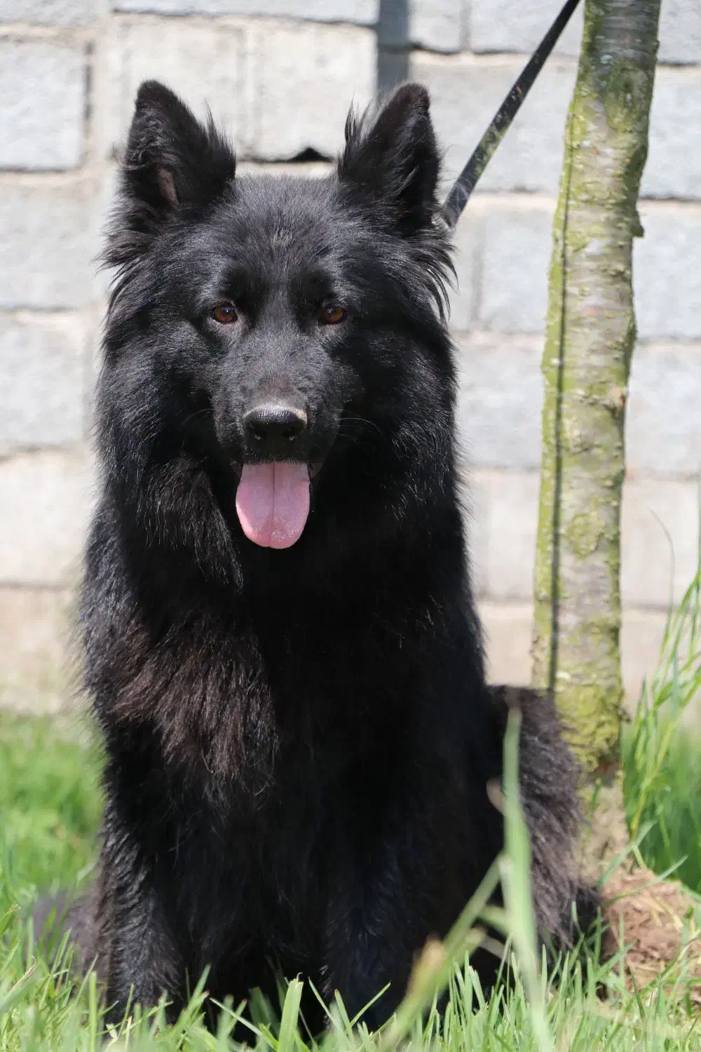 ژرمن بلک ماده|سگ|رشت, گلزاران|دیوار