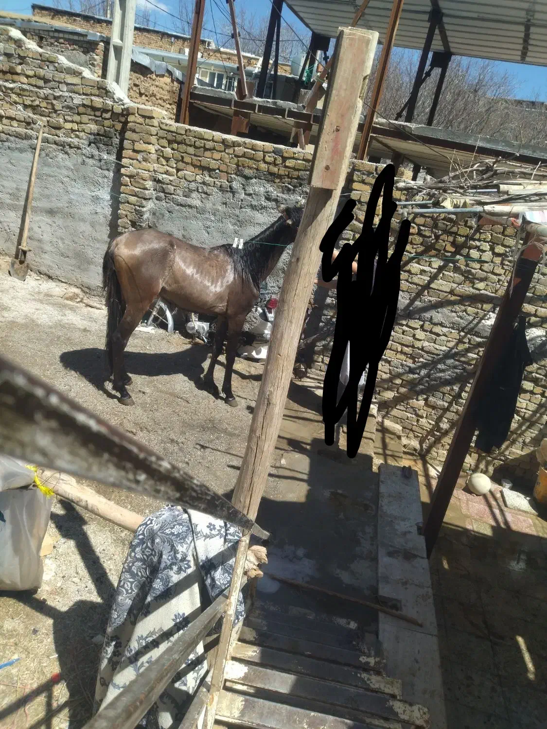 اسب نرویون|اسب و تجهیزات اسبسواری|بروجرد, |دیوار