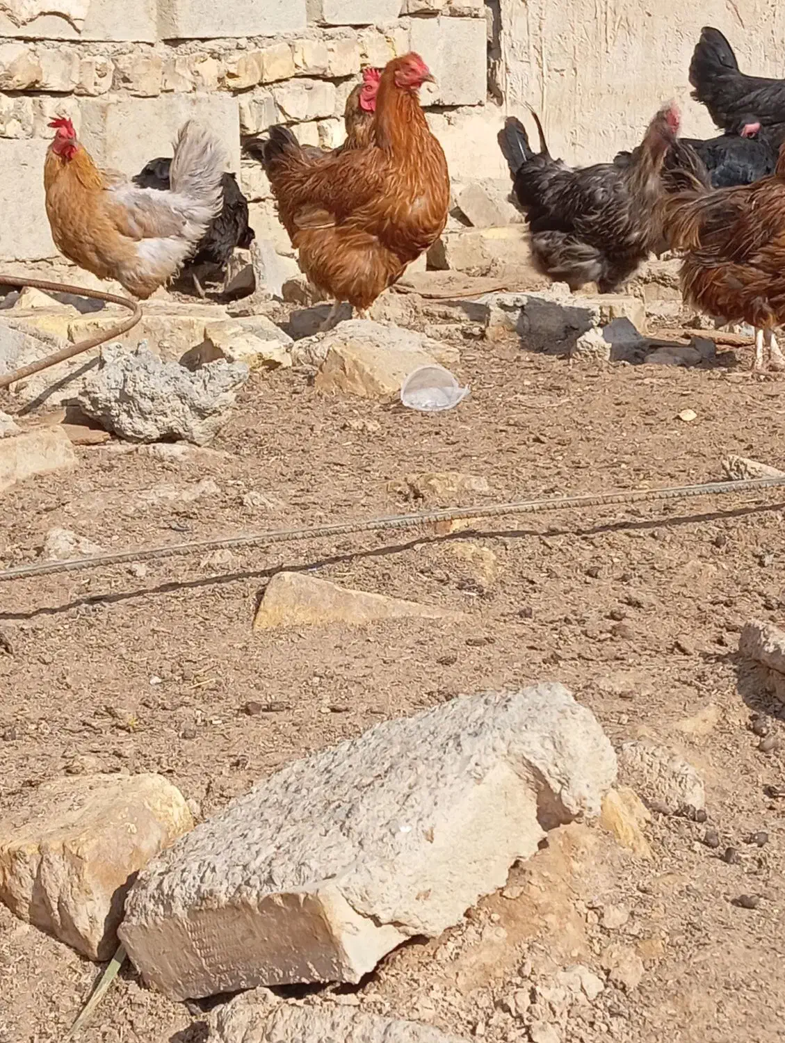 مرغ|حیوانات مزرعه|برخوار, |دیوار