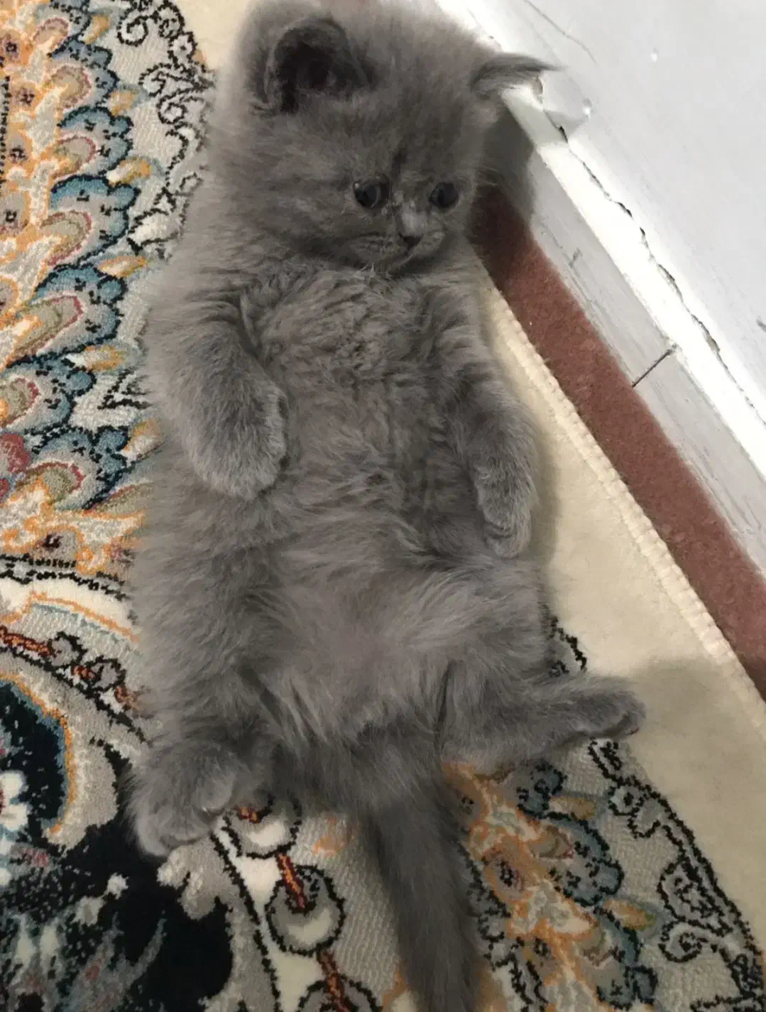 پرشین|گربه|کرمان, |دیوار