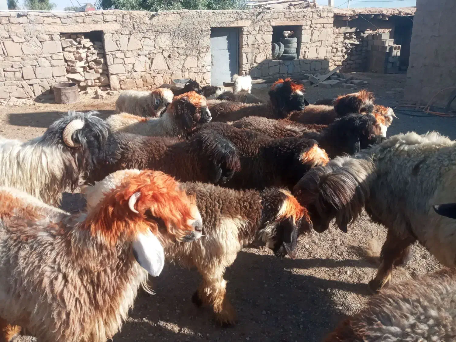 بره گوشتی|حیوانات مزرعه|مسجد سلیمان, |دیوار