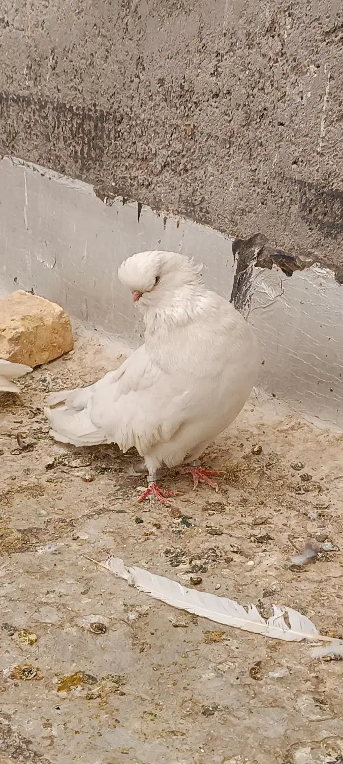 کفتر نقش و پرشی و نوک قنار|پرنده|اردکان, |دیوار