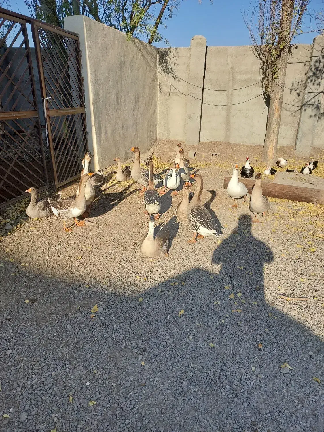 فروش قو غاز ارگانیک|حیوانات مزرعه|اردبیل, |دیوار