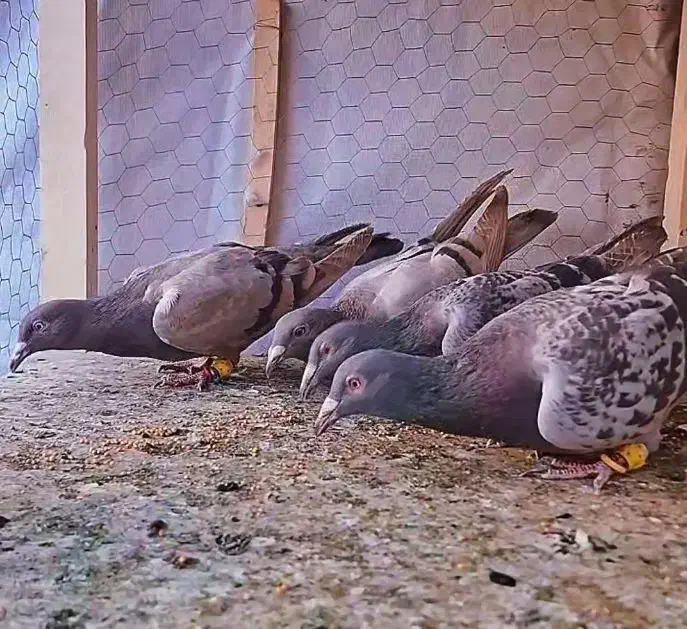 کبوتر|پرنده|قزوین, |دیوار