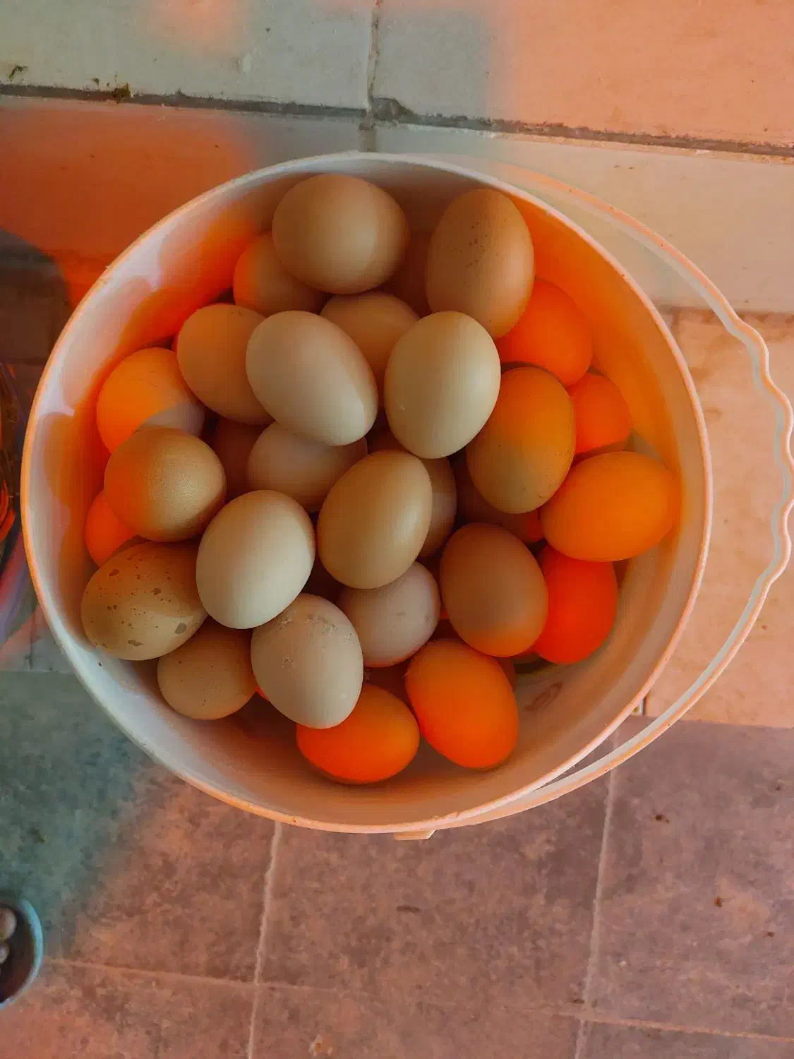 تخم مرغ ارگانیک (لاله زار)|خوردنی و آشامیدنی|کرمان, |دیوار