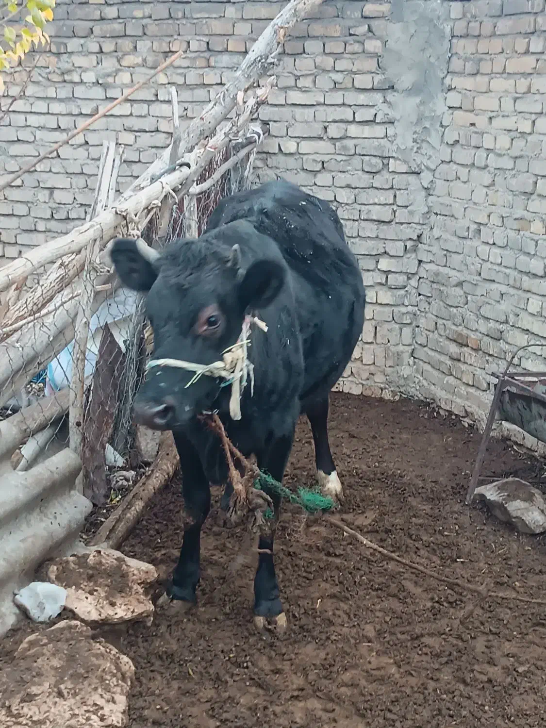 نوبر هلشتان|حیوانات مزرعه|زالیان, |دیوار