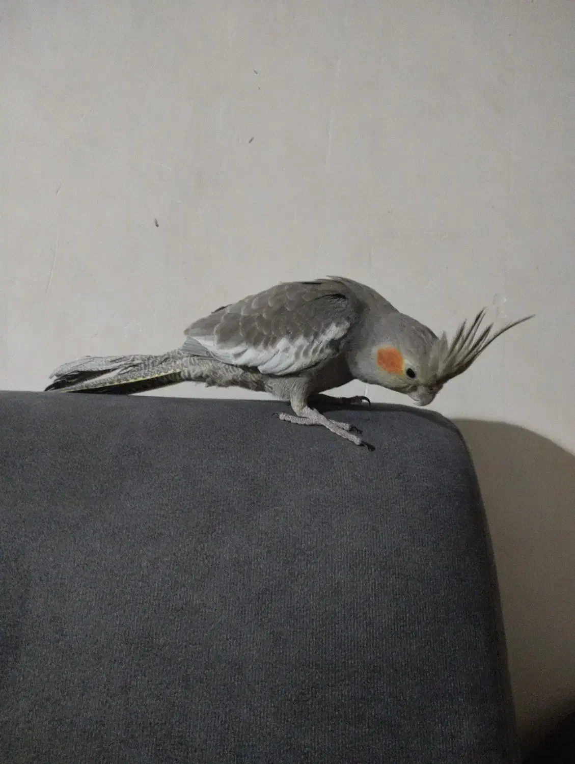 عروس هلندی جوجه دستی|پرنده|مشهد, شهید احمدی روشن|دیوار