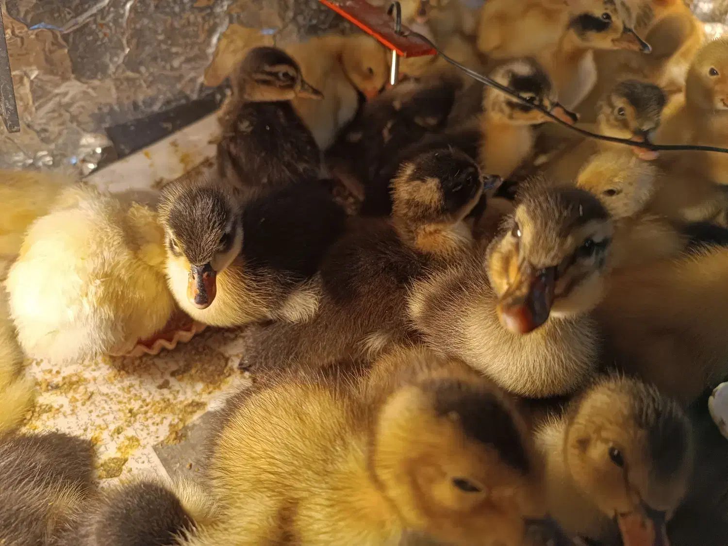 جوجه اردک محلی|حیوانات مزرعه|کیاشهر, |دیوار