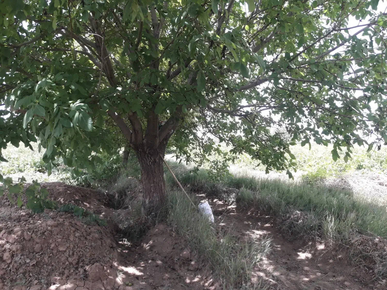 فروش باغ|فروش زمین و ملک کلنگی|سامن, |دیوار