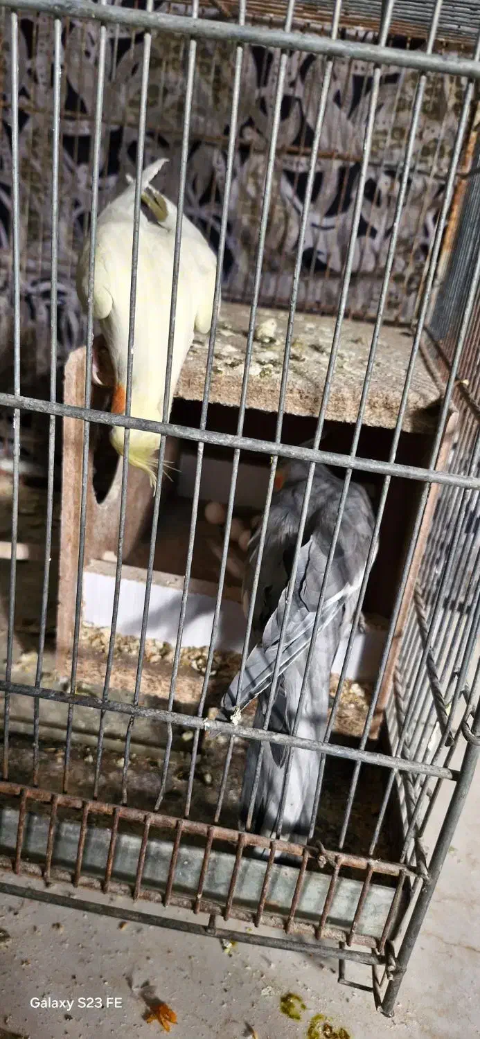 عروس هلندی|پرنده|شاهینشهر, امام حسین|دیوار