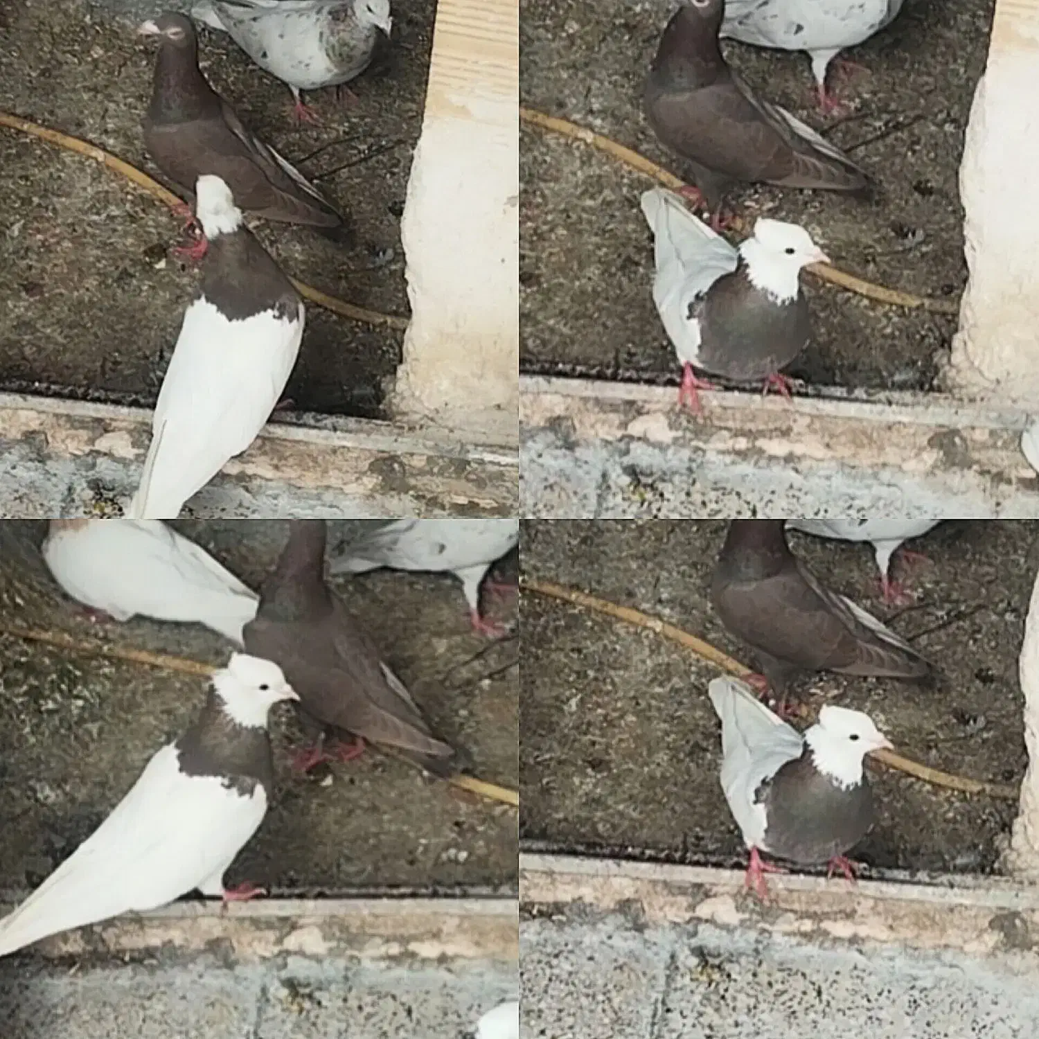 کفتر گمشده طوقی سرکهای ماده|حیوانات|همدان, |دیوار