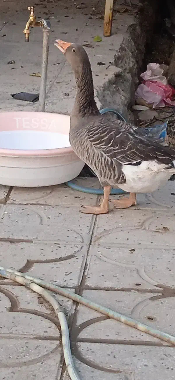 غاز نر جوان|حیوانات مزرعه|رستم, |دیوار