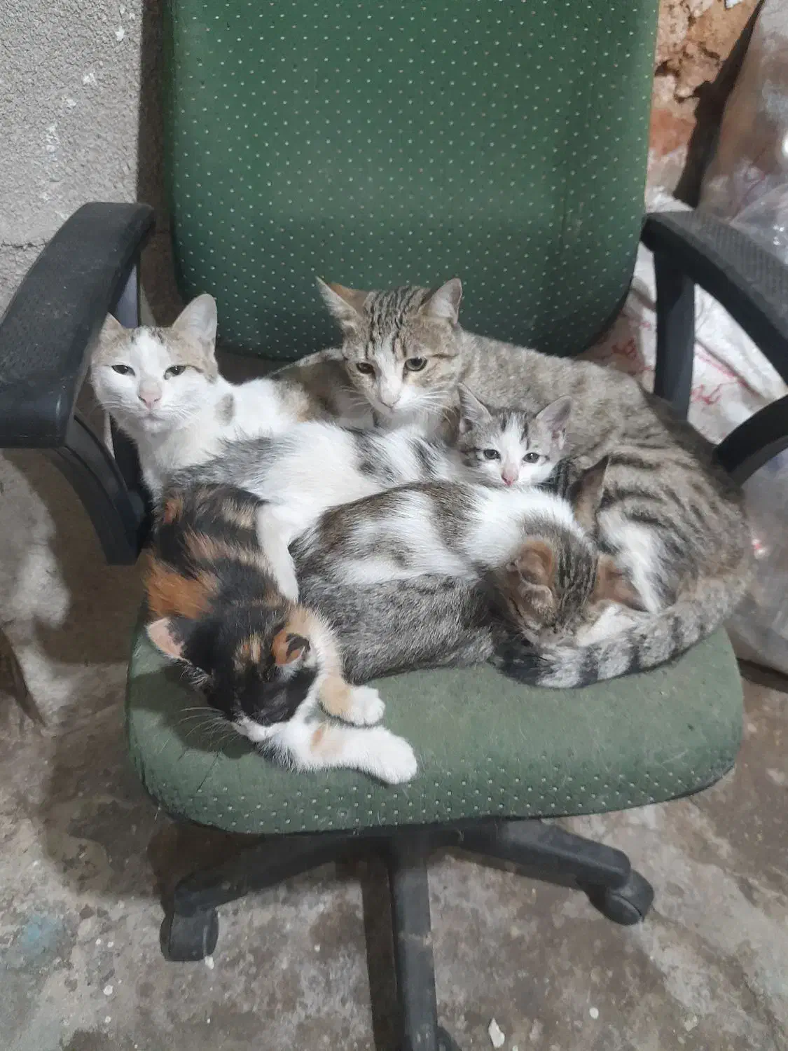 واگذاری گربه|گربه|همدان, |دیوار