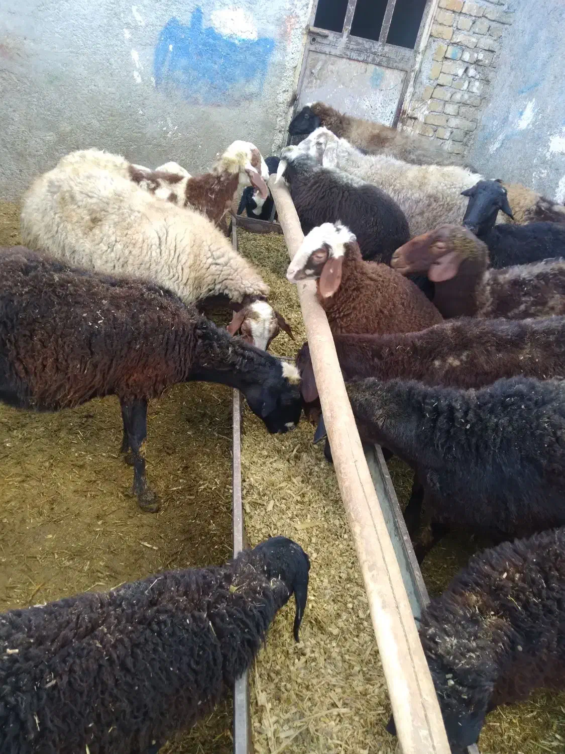 میش بره دار|حیوانات مزرعه|خنداب, |دیوار