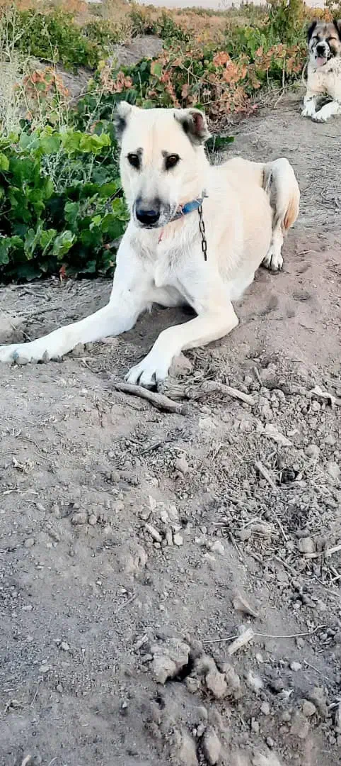 فروش ماده سرابی آماده جفت گیری|سگ|لیلان, |دیوار